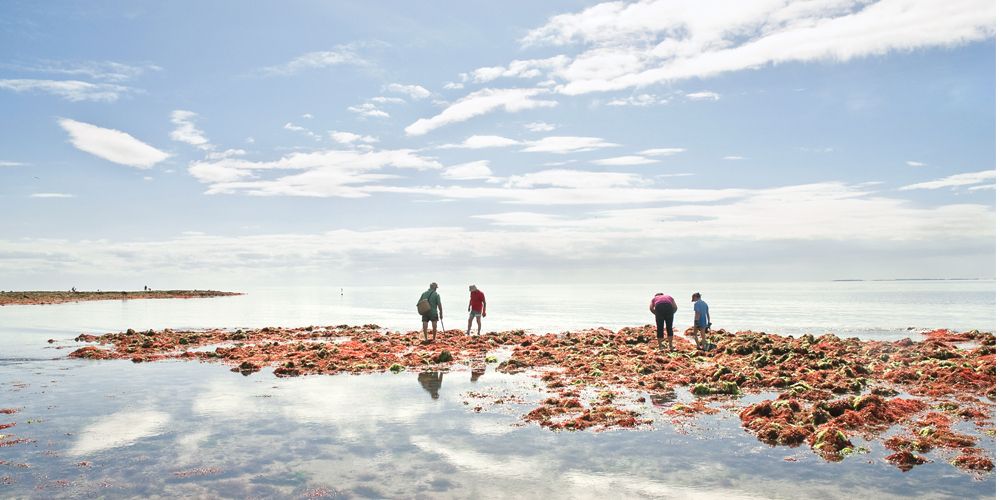 Pêche à pieds pendant les grandes marées
