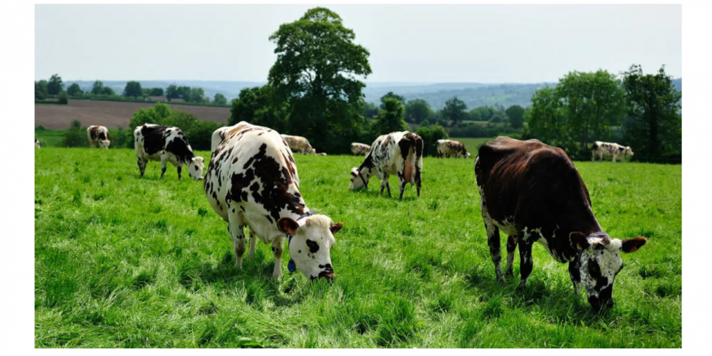 Assemblée Générale du R3CF et balade dans le pays d'Auge.