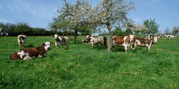 Sortie en basse Normandie