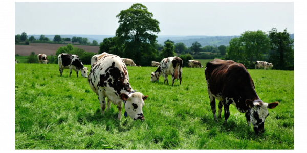 Assemblée Générale du R3CF et balade dans le pays d'Auge.