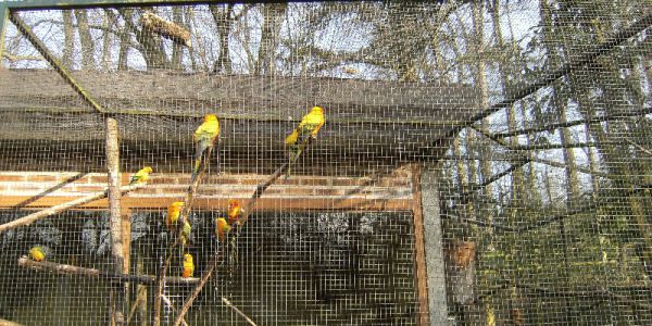 Sortie Zoo de Beauval