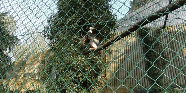 Sortie Zoo de Beauval