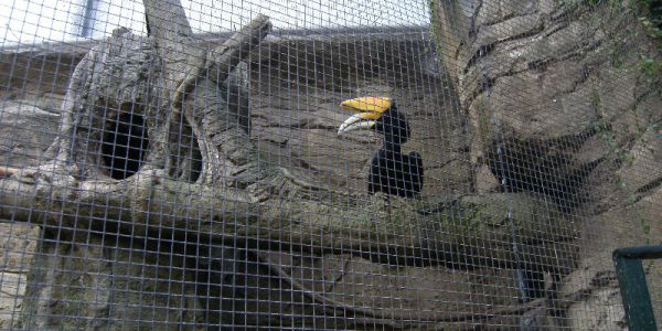 Sortie Zoo de Beauval