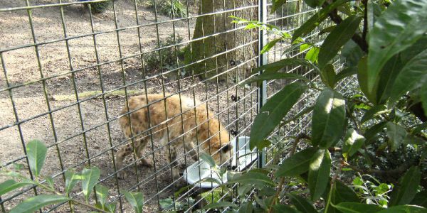 Sortie Zoo de Beauval