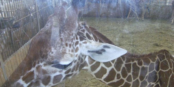 Sortie Zoo de Beauval