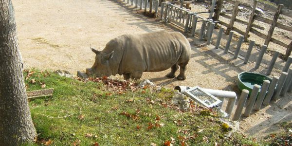 Sortie Zoo de Beauval