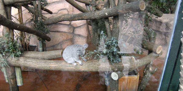 Sortie Zoo de Beauval
