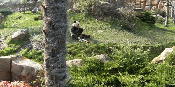 Sortie Zoo de Beauval