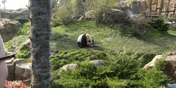 Sortie Zoo de Beauval