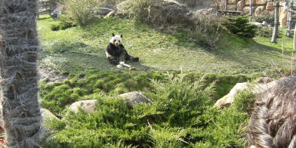 Sortie Zoo de Beauval