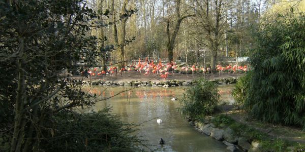 Sortie Zoo de Beauval