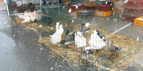 Sortie pour les lumières de Lyon 2017